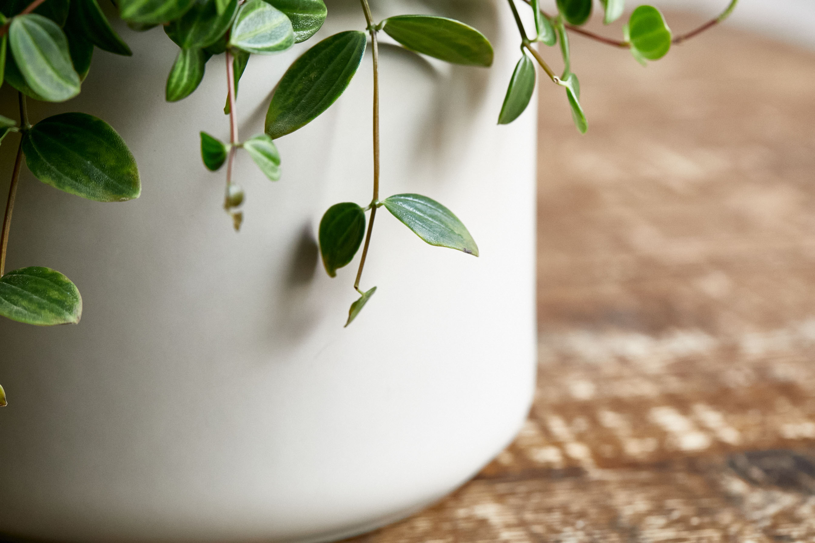 落ち着いた色彩の器に緑の葉が映えるペペロミア アングラータ 青山フラワーマーケット公式 花屋 花 花束 フラワーギフト 通販