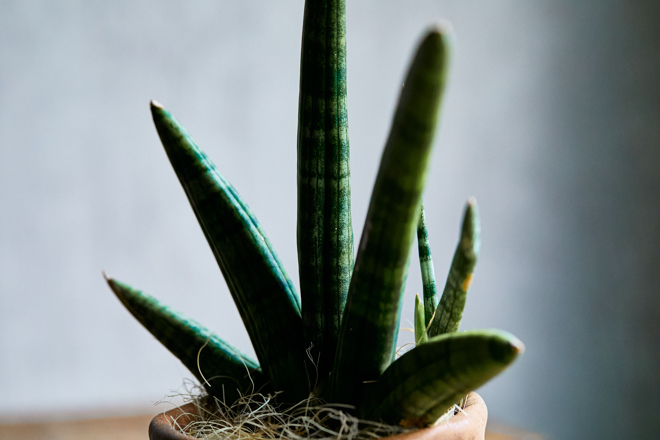 かっこよくレザーと合わせたサンセベリア キリンドニカ 青山フラワーマーケット公式 花屋 花 花束 フラワーギフト 通販