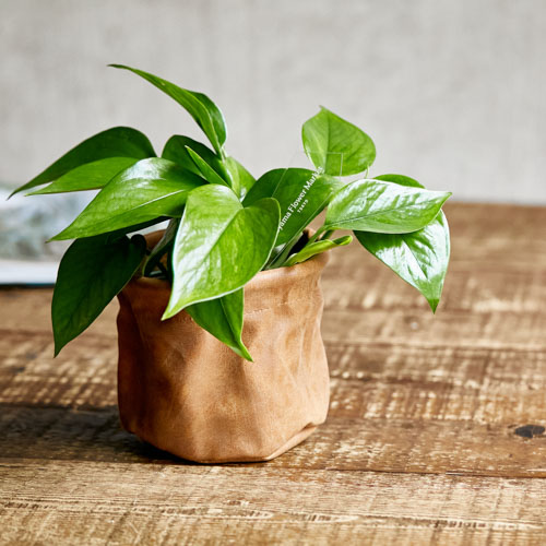 シンプル カッコ良い組み合わせのポトス パーフェクトグリーン 青山フラワーマーケット公式 花屋 花 花束 フラワーギフト 通販 シンプル カッコ良い組み合わせのポトス パーフェクトグリーン 青山フラワーマーケット公式 花屋 花 花束 フラワーギフト 通販