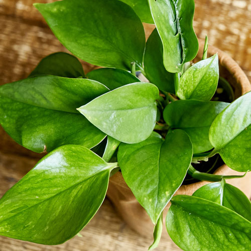 シンプル×カッコ良い組み合わせのポトス・パーフェクトグリーン | 青山