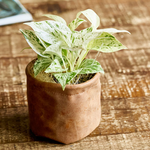 レザーポットで落ち着いた印象に仕上げたポトス マーブルクイーン 青山フラワーマーケット公式 花屋 花 花束 フラワーギフト 通販