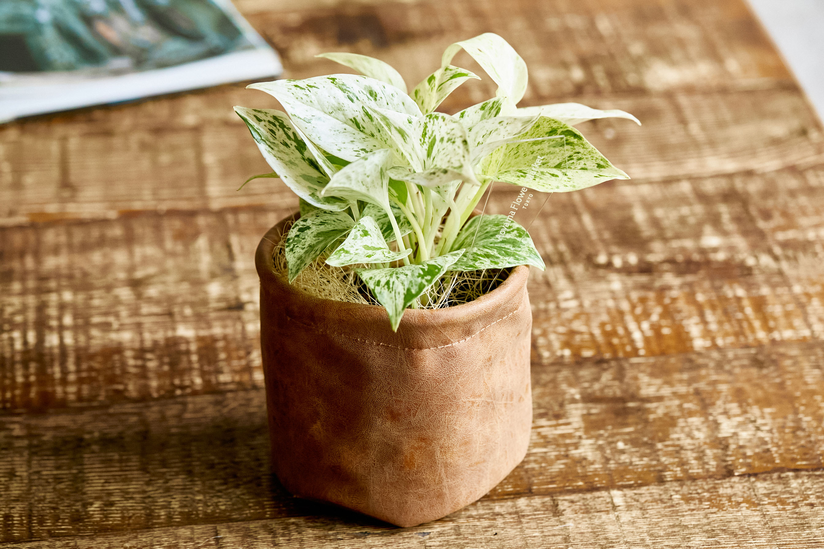 レザーポットで落ち着いた印象に仕上げたポトス マーブルクイーン 青山フラワーマーケット公式 花屋 花 花束 フラワーギフト 通販