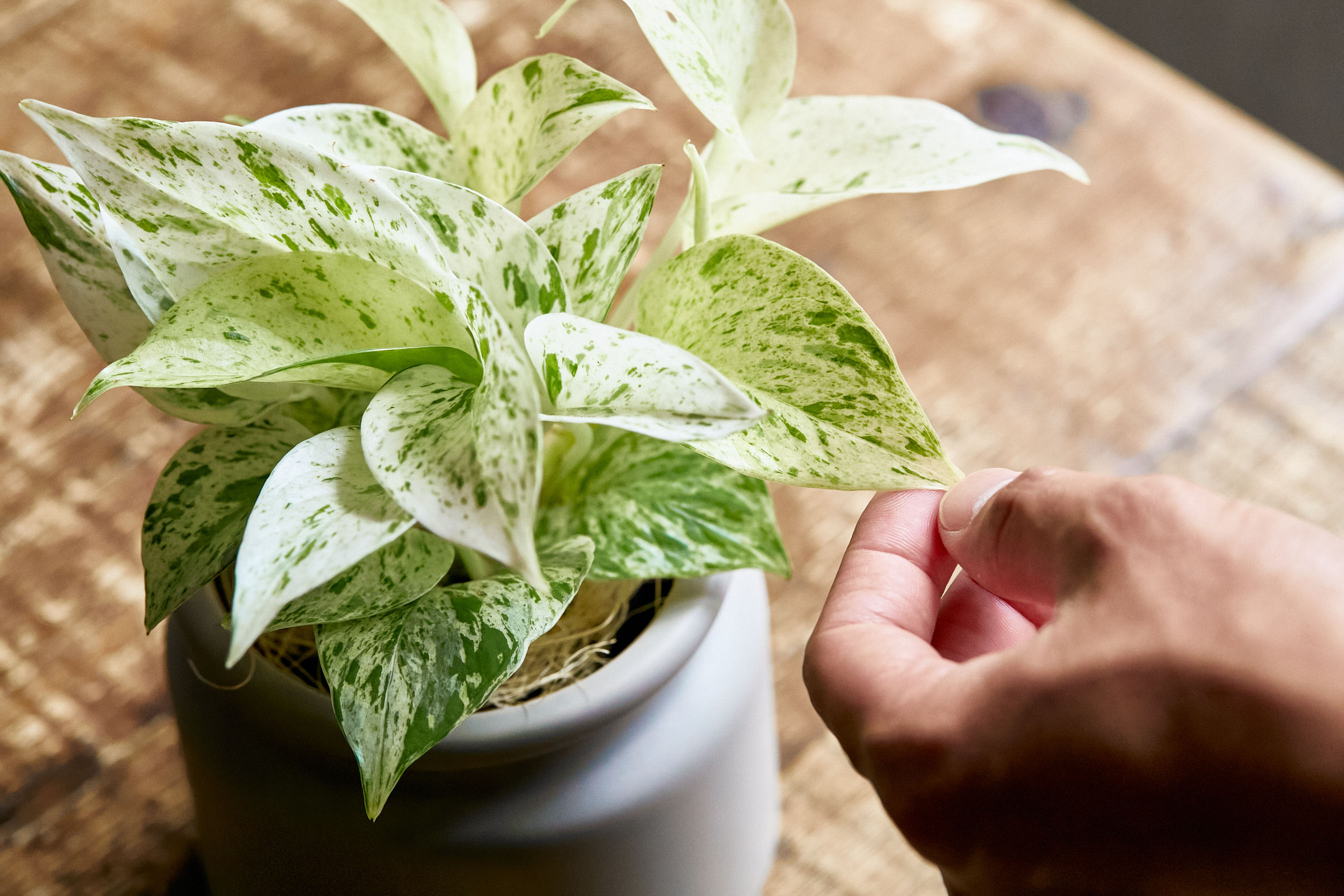 やさしいフォルムの器に植え込んだポトス マーブルクイーン 青山フラワーマーケット公式 花屋 花 花束 フラワーギフト 通販 やさしいフォルムの器に植え込んだポトス マーブルクイーン 青山フラワーマーケット公式 花屋 花 花束 フラワーギフト 通販