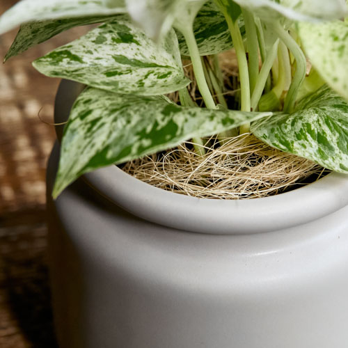 やさしいフォルムの器に植え込んだポトス マーブルクイーン 青山フラワーマーケット公式 花屋 花 花束 フラワーギフト 通販