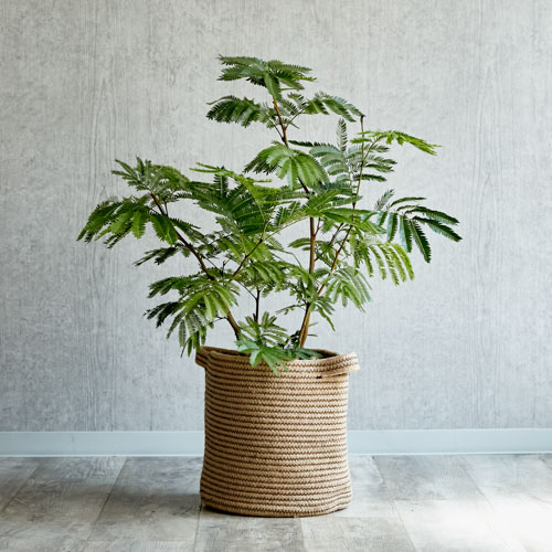 新規購入 エバーフレッシュ 植物 観葉植物 インテリア 住まい 小物 Belvtor By