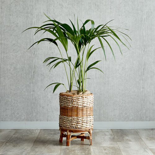 開店 移転 引越などのお祝いに最適な植物 青山フラワーマーケット公式 花屋 花 花束 フラワーギフト 通販