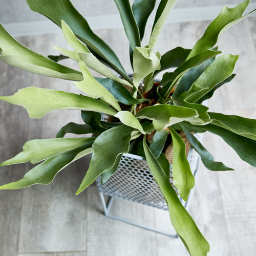 シルバースタンドでスタイリッシュに仕上げたコウモリラン 青山フラワーマーケット公式 花屋 花 花束 フラワーギフト 通販