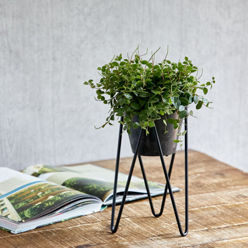 スタンドで枝垂れる姿を楽しむペペロミア アングラータ 青山フラワーマーケット公式 花屋 花 花束 フラワーギフト 通販