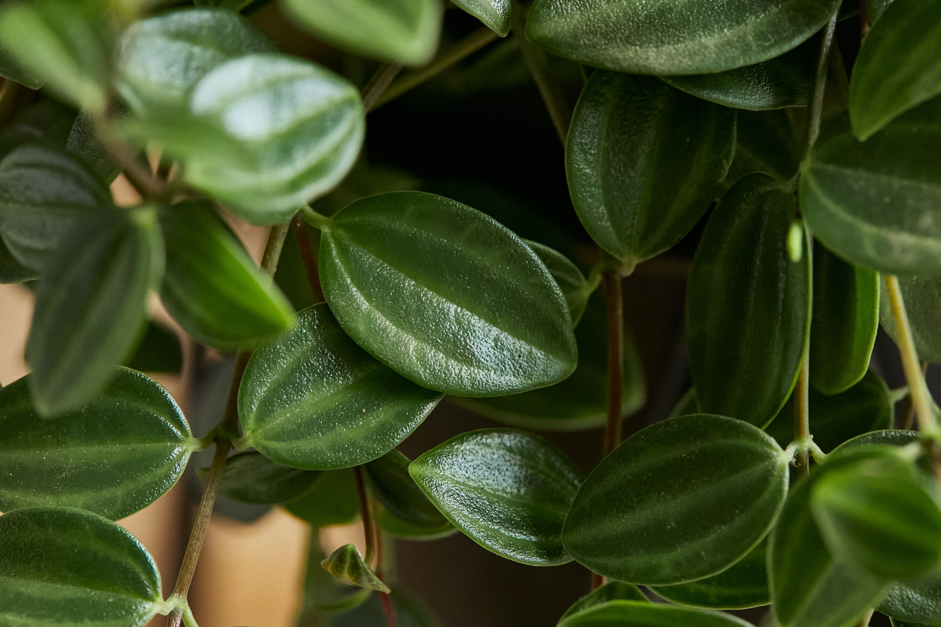 スタンドで枝垂れる姿を楽しむペペロミア アングラータ 青山フラワーマーケット公式 花屋 花 花束 フラワーギフト 通販