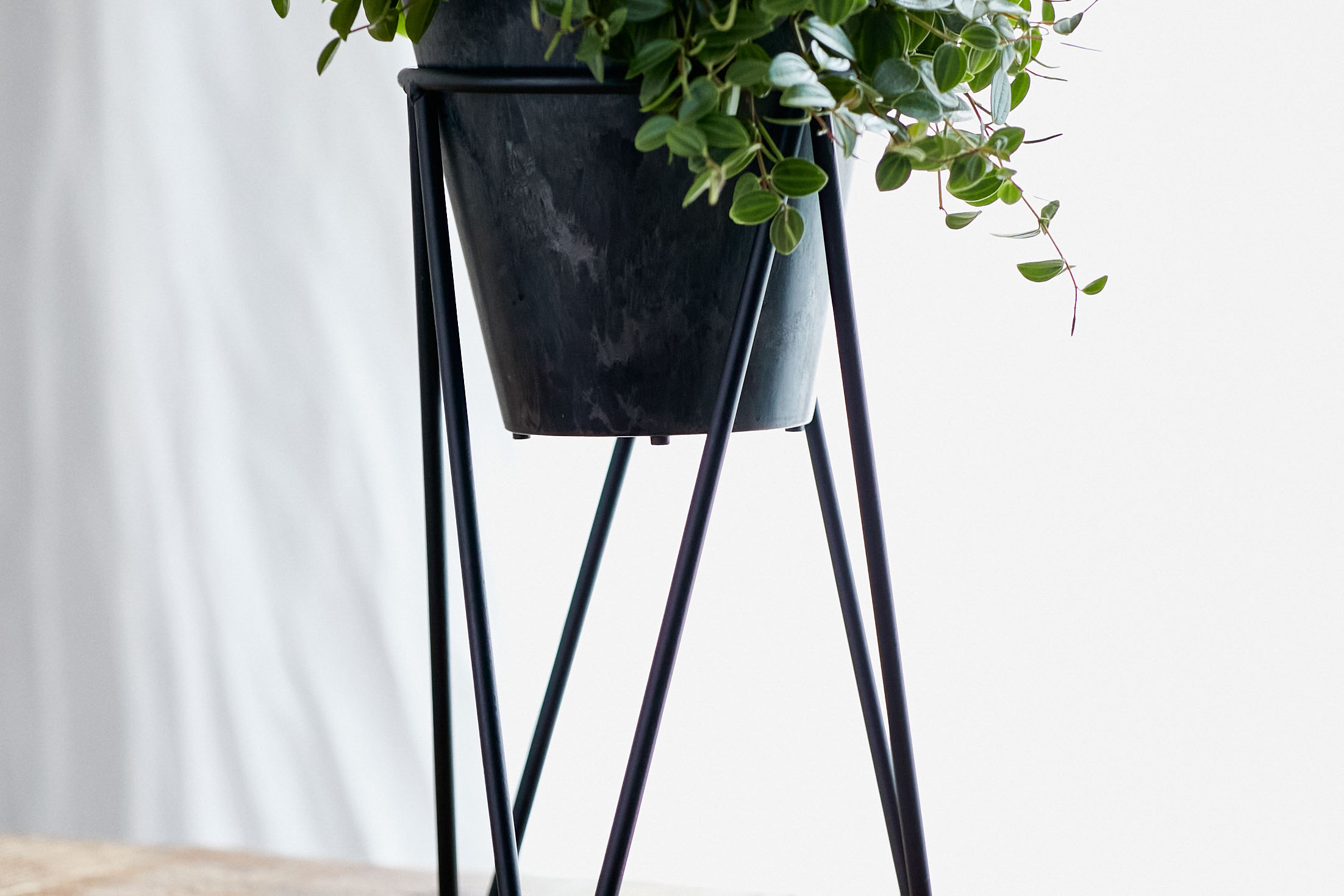 スタンドで枝垂れる姿を楽しむペペロミア アングラータ 青山フラワーマーケット公式 花屋 花 花束 フラワーギフト 通販