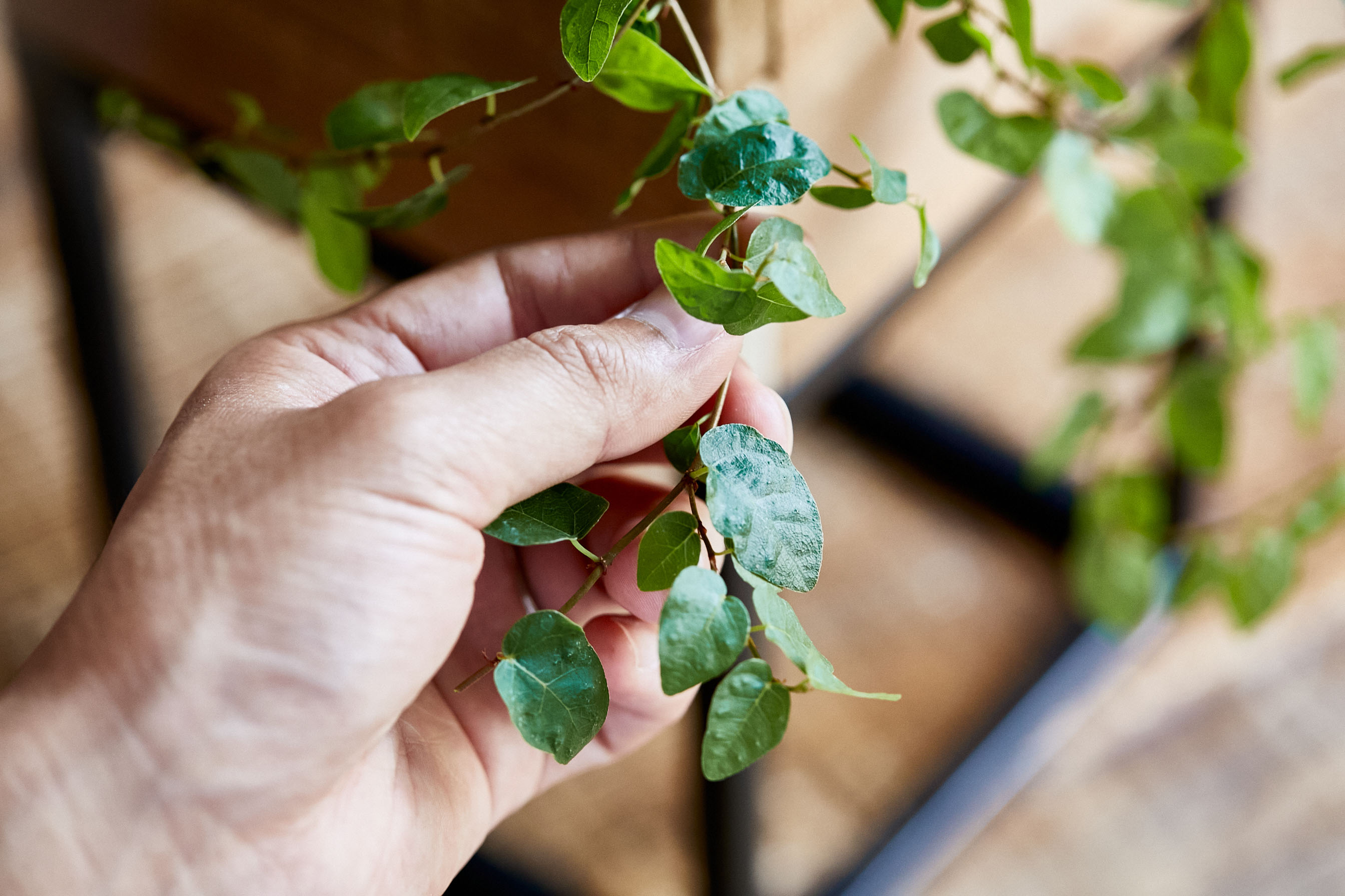 ウッドボックスから枝垂れる姿が楽しめるフィカス プミラ S 青山フラワーマーケット公式 花屋 花 花束 フラワーギフト 通販 ウッドボックスから枝垂れる姿が楽しめるフィカス プミラ S 青山フラワーマーケット公式 花屋 花 花束 フラワーギフト 通販