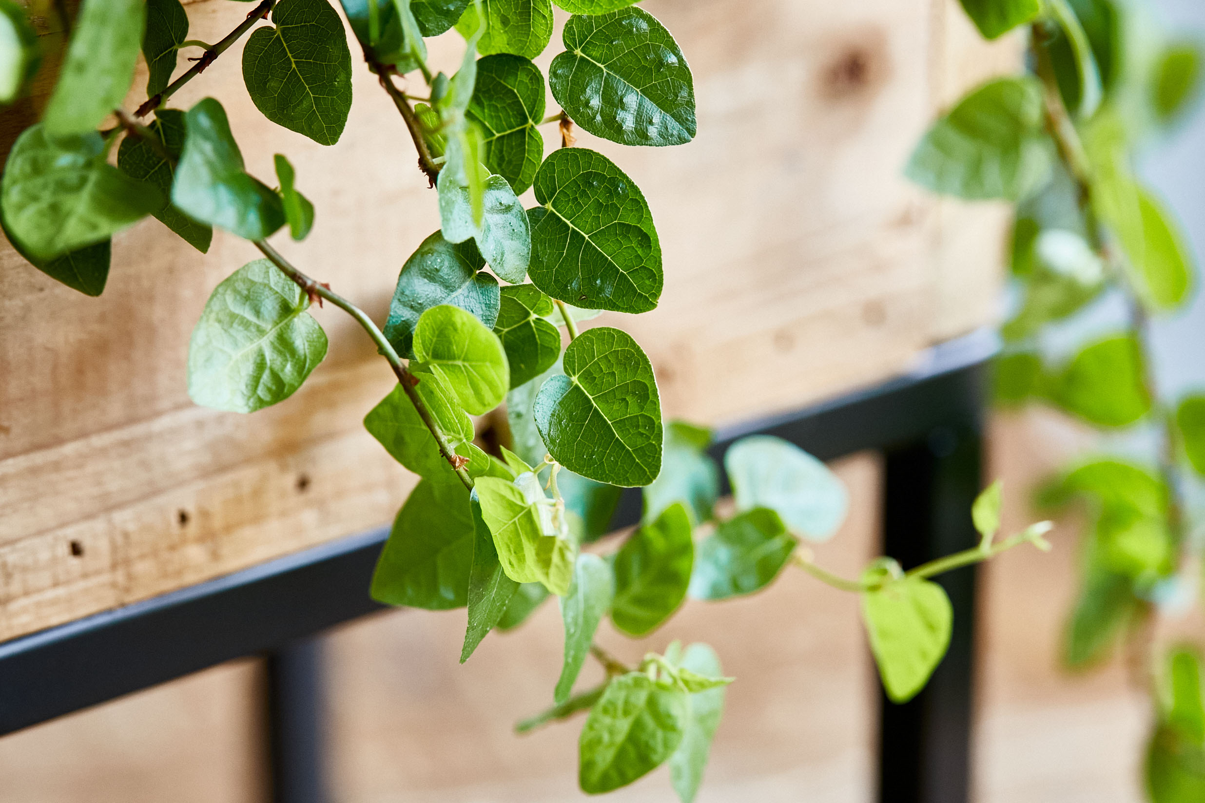 ウッドボックスから枝垂れる姿が楽しめるフィカス プミラ S 青山フラワーマーケット公式 花屋 花 花束 フラワーギフト 通販 ウッドボックスから枝垂れる姿が楽しめるフィカス プミラ S 青山フラワーマーケット公式 花屋 花 花束 フラワーギフト 通販