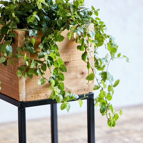 ウッドボックスから枝垂れる姿が楽しめるフィカス プミラ S 青山フラワーマーケット公式 花屋 花 花束 フラワーギフト 通販 ウッドボックスから枝垂れる姿が楽しめるフィカス プミラ S 青山フラワーマーケット公式 花屋 花 花束 フラワーギフト 通販