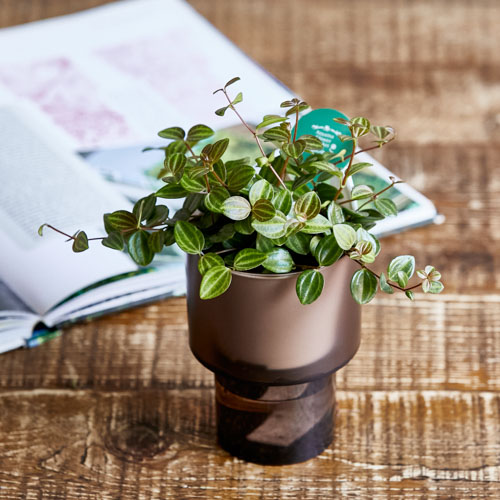 観葉植物 青山フラワーマーケットの観葉植物ならインテリアやギフトに最適 通販 花 観葉植物 青山フラワーマーケットの観葉植物ならインテリアやギフトに最適 通販 花