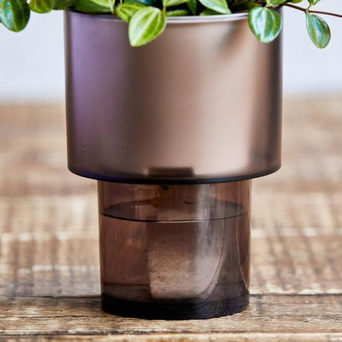 スイカみたいな葉がかわいいペペロミア アングラータ 青山フラワーマーケット公式 花屋 花 花束 フラワーギフト 通販