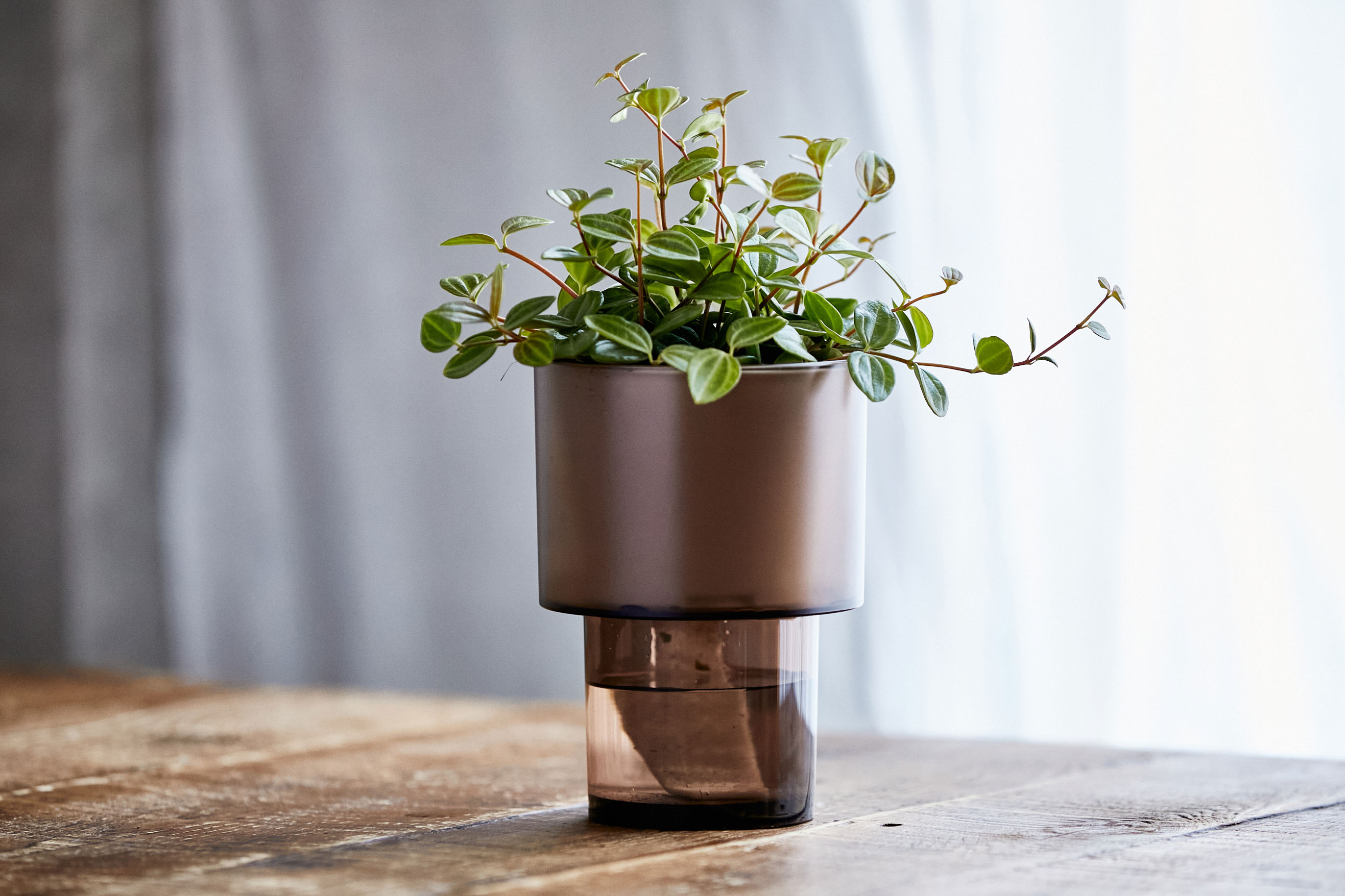 スイカみたいな葉がかわいいペペロミア アングラータ 青山フラワーマーケット公式 花屋 花 花束 フラワーギフト 通販