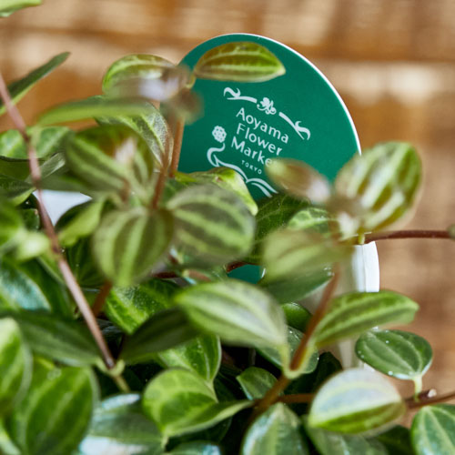 スイカみたいな葉がかわいいペペロミア アングラータ 青山フラワーマーケット公式 花屋 花 花束 フラワーギフト 通販
