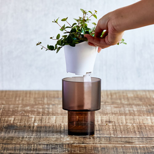 スイカみたいな葉がかわいいペペロミア アングラータ 青山フラワーマーケット公式 花屋 花 花束 フラワーギフト 通販