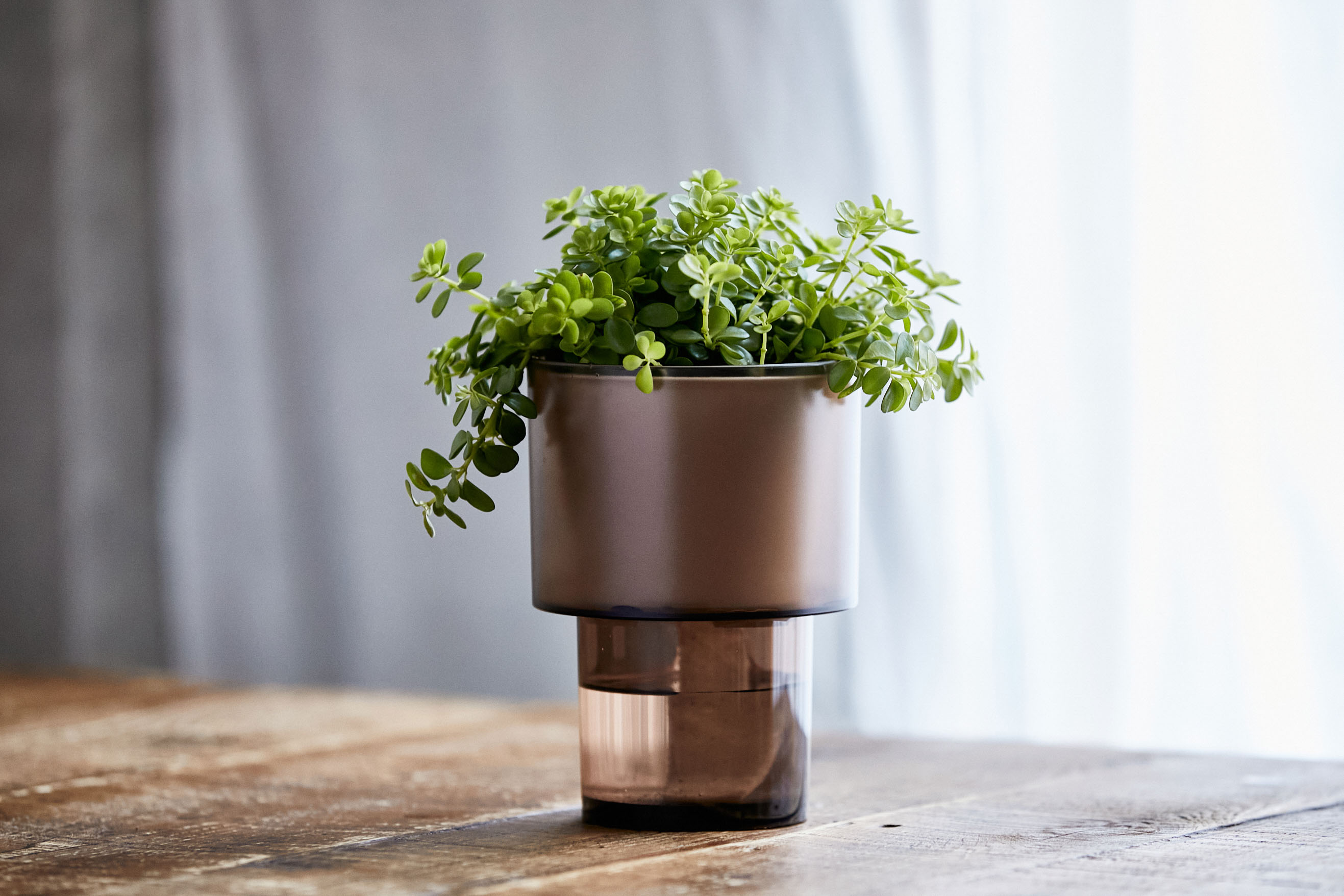 生長し垂れる姿を楽しめるペペロミア イザベラ 青山フラワーマーケット公式 花屋 花 花束 フラワーギフト 通販