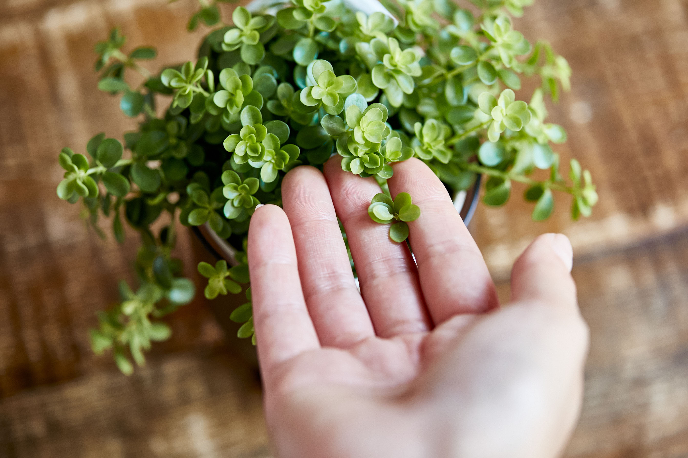 生長し垂れる姿を楽しめるペペロミア イザベラ 青山フラワーマーケット公式 花屋 花 花束 フラワーギフト 通販