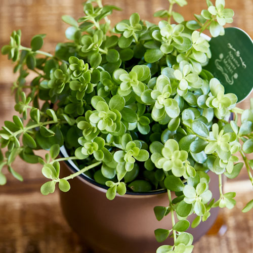 生長し垂れる姿を楽しめるペペロミア イザベラ 青山フラワーマーケット公式 花屋 花 花束 フラワーギフト 通販