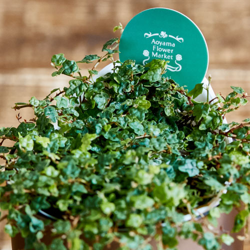 柏の葉のような小さな葉がキュートなフィカス クエルギフォリア 青山フラワーマーケット公式 花屋 花 花束 フラワーギフト 通販