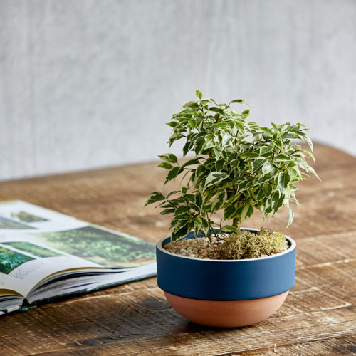 ビビットカラーの鉢 斑入りの葉が爽やかなフィカス ベンジャミンラブリー Blue 青山フラワーマーケット公式 花屋 花 花束 フラワーギフト 通販 ビビットカラーの鉢 斑入りの葉が爽やかなフィカス ベンジャミンラブリー Blue 青山フラワーマーケット公式 花屋 花 花束 フラワーギフト 通販