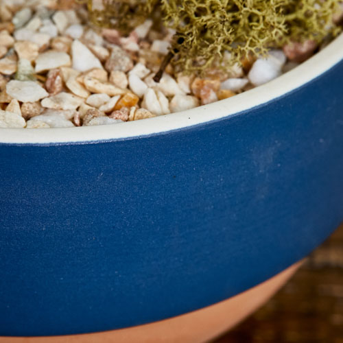 ビビットカラーの鉢×斑入りの葉が爽やかなフィカス・ベンジャミンラブリー(Blue)