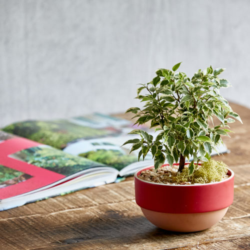 ビビットカラーの鉢 斑入りの葉が爽やかなフィカス ベンジャミンラブリー Red 青山フラワーマーケット公式 花屋 花 花束 フラワーギフト 通販 ビビットカラーの鉢 斑入りの葉が爽やかなフィカス ベンジャミンラブリー Red 青山フラワーマーケット公式 花屋 花 花束 フラワーギフト 通販