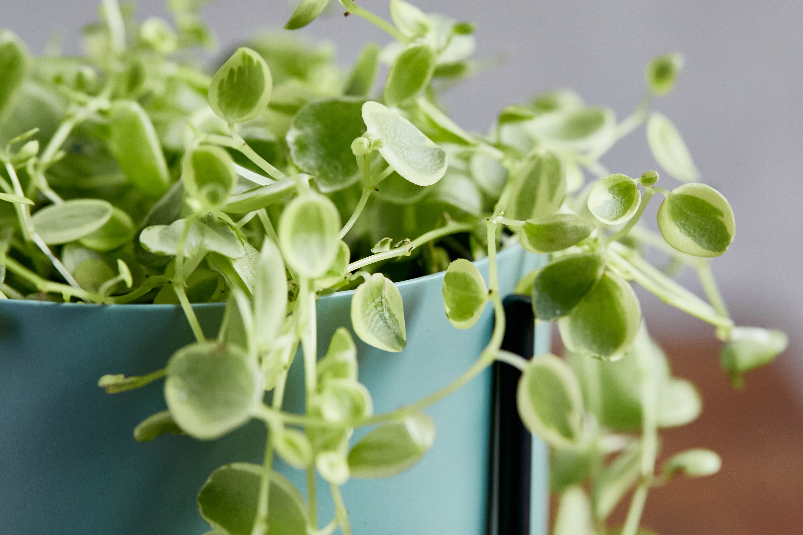 キュートでポップなムードに仕上げたペペロミア 真亜子 Blue 青山フラワーマーケット公式 花屋 花 花束 フラワーギフト 通販