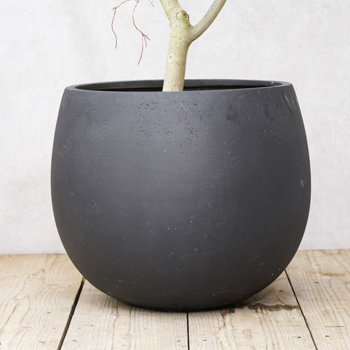 一点もの 空間のシンボルとなる抜群の存在感のフィカス ウンベラータ 青山フラワーマーケット公式 花屋 花 花束 フラワーギフト 通販