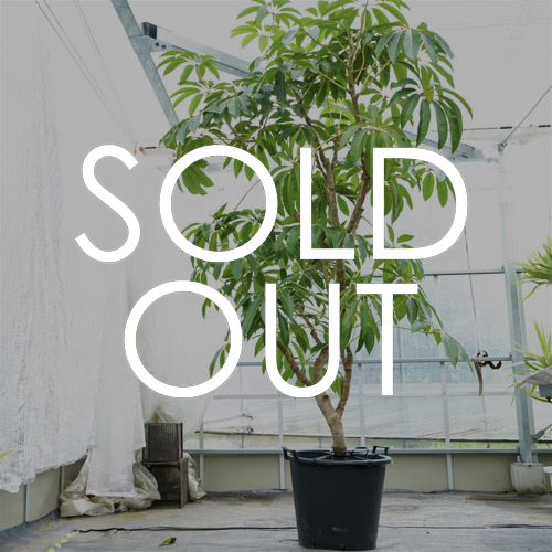 大鉢サイズ 青山フラワーマーケット公式 花屋 花 花束 フラワーギフト 通販