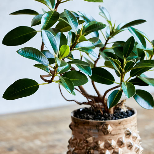 一点もの ミニサイズながらパーフェクトなフォルムのフランスゴム 青山フラワーマーケット公式 花屋 花 花束 フラワーギフト 通販