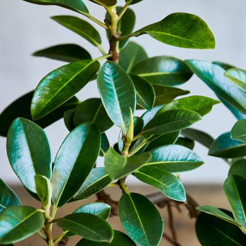 一点もの ミニサイズながらパーフェクトなフォルムのフランスゴム 青山フラワーマーケット公式 花屋 花 花束 フラワーギフト 通販