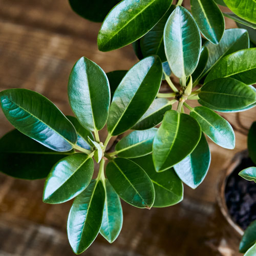 一点もの ミニサイズながらパーフェクトなフォルムのフランスゴム 青山フラワーマーケット公式 花屋 花 花束 フラワーギフト 通販