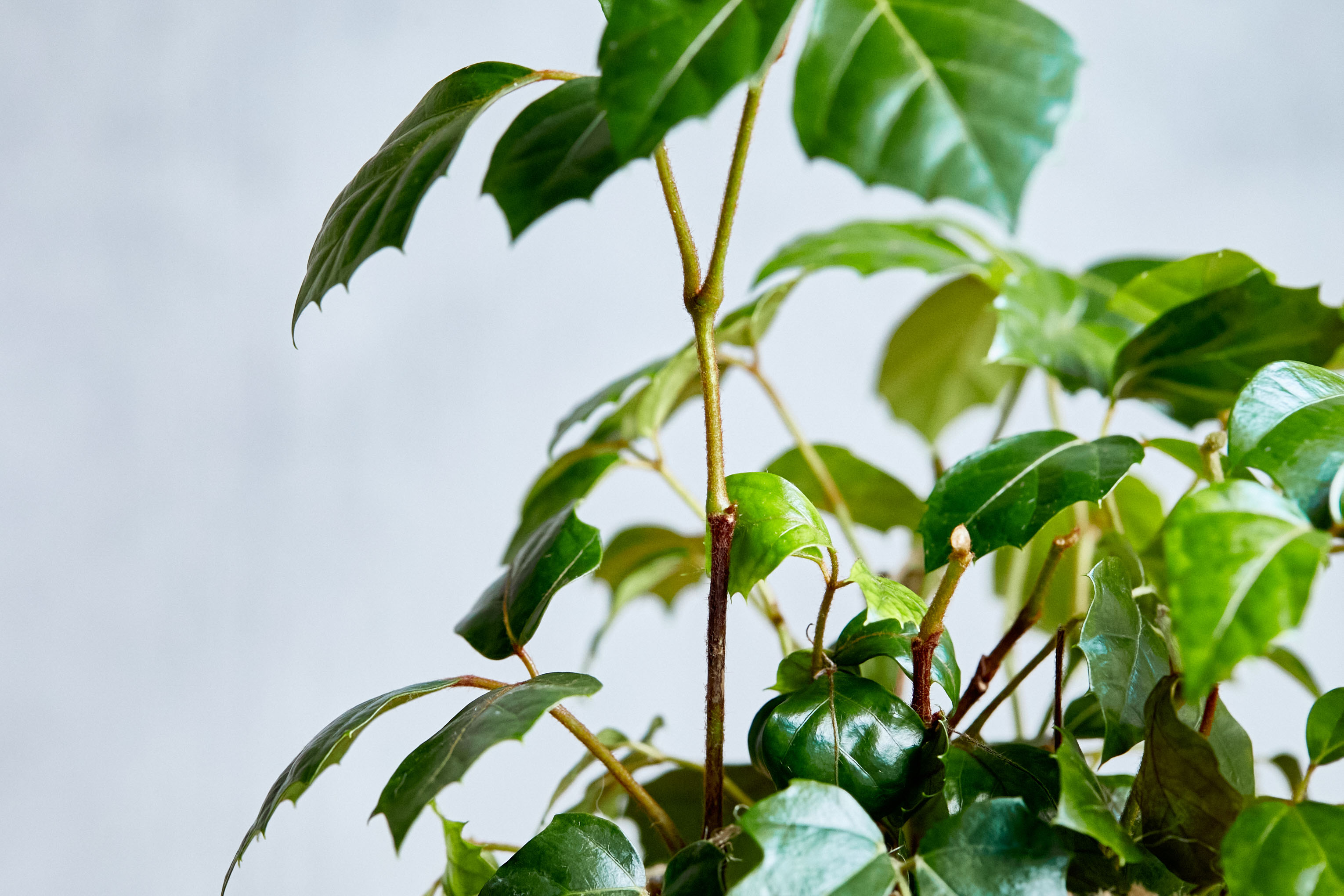巻きヒゲがぐんぐん伸びる蔓性植物グレープアイビー 青山フラワーマーケット公式 花屋 花 花束 フラワーギフト 通販