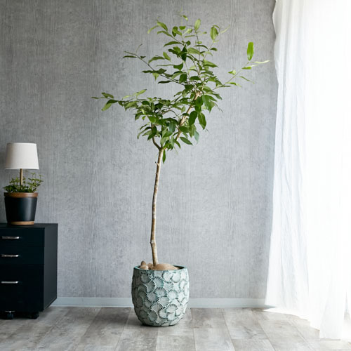 一点もの 白い幹肌と繊細な葉が美しいアマゾンオリーブ 青山フラワーマーケット公式 花屋 花 花束 フラワーギフト 通販