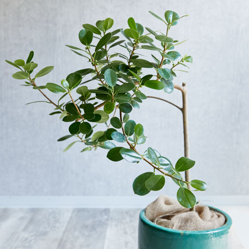 一点もの 丸い葉が愛くるしいパンダガジュマル 青山フラワーマーケット公式 花屋 花 花束 フラワーギフト 通販 一点もの 丸い葉が愛くるしいパンダガジュマル 青山フラワーマーケット公式 花屋 花 花束 フラワーギフト 通販