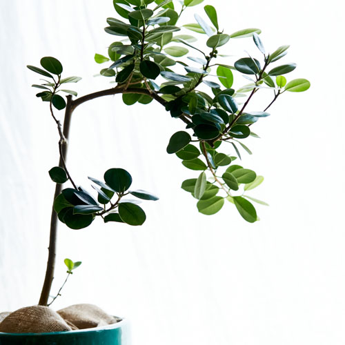 一点もの 丸い葉が愛くるしいパンダガジュマル 青山フラワーマーケット公式 花屋 花 花束 フラワーギフト 通販 一点もの 丸い葉が愛くるしいパンダガジュマル 青山フラワーマーケット公式 花屋 花 花束 フラワーギフト 通販