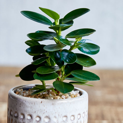 パンダの耳のような丸い葉をもつパンダガジュマル 青山フラワーマーケット公式 花屋 花 花束 フラワーギフト 通販 パンダの耳のような丸い葉をもつパンダガジュマル 青山フラワーマーケット公式 花屋 花 花束 フラワーギフト 通販