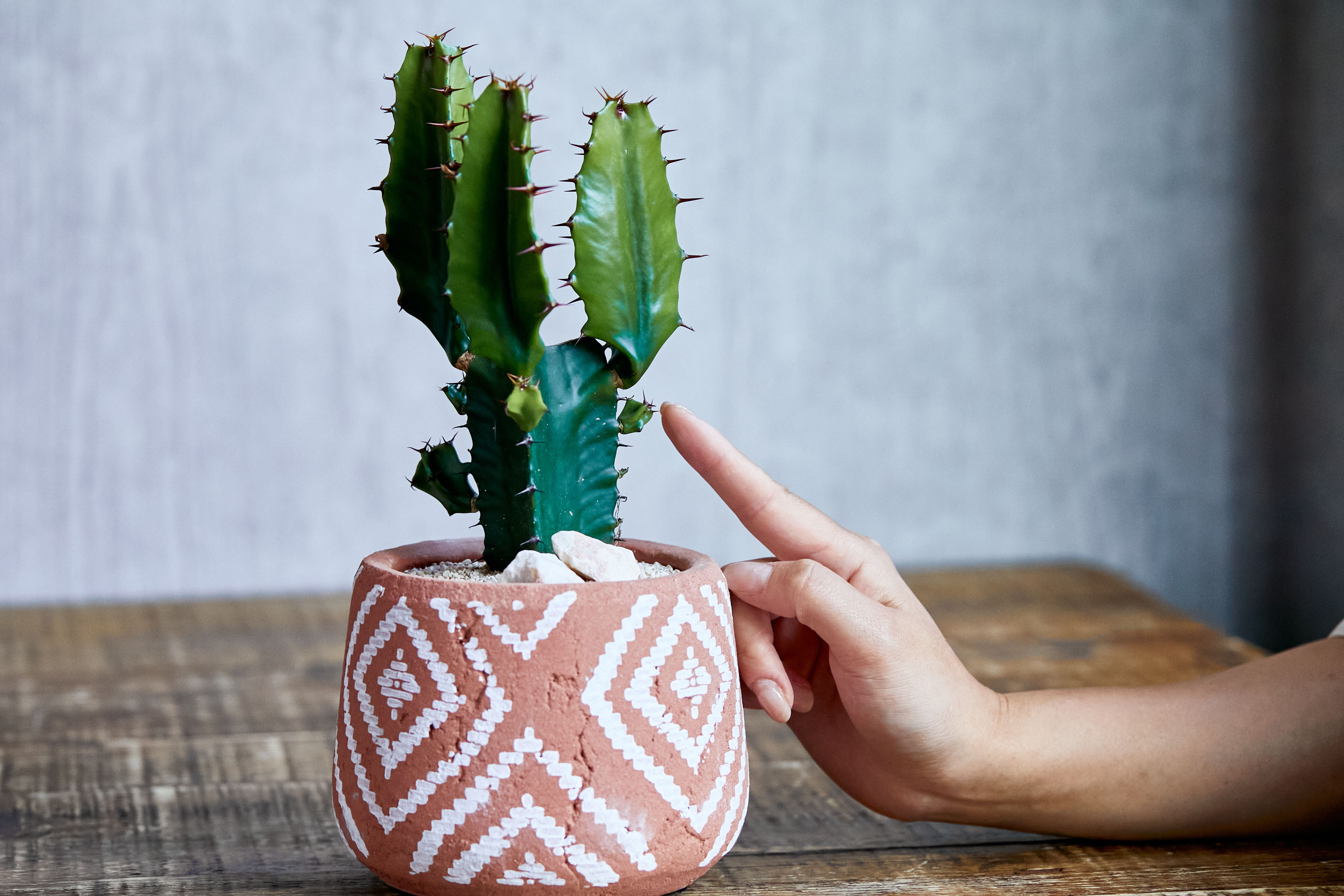 サボテンのようなシルエットのユーフォルビア大雲閣 青山フラワーマーケット公式 花屋 花 花束 フラワーギフト 通販
