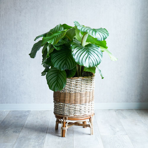 一点もの グラフィカルな葉に思わず目を奪われるカラテア オルビフォリア 青山フラワーマーケット公式 花屋 花 花束 フラワーギフト 通販