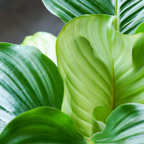 一点もの グラフィカルな葉に思わず目を奪われるカラテア オルビフォリア 青山フラワーマーケット公式 花屋 花 花束 フラワーギフト 通販