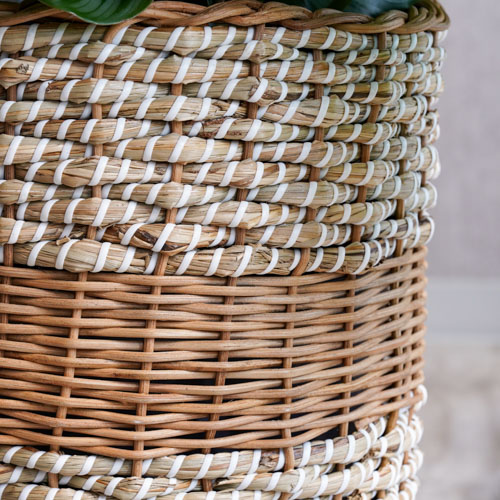 一点もの グラフィカルな葉に思わず目を奪われるカラテア オルビフォリア 青山フラワーマーケット公式 花屋 花 花束 フラワーギフト 通販