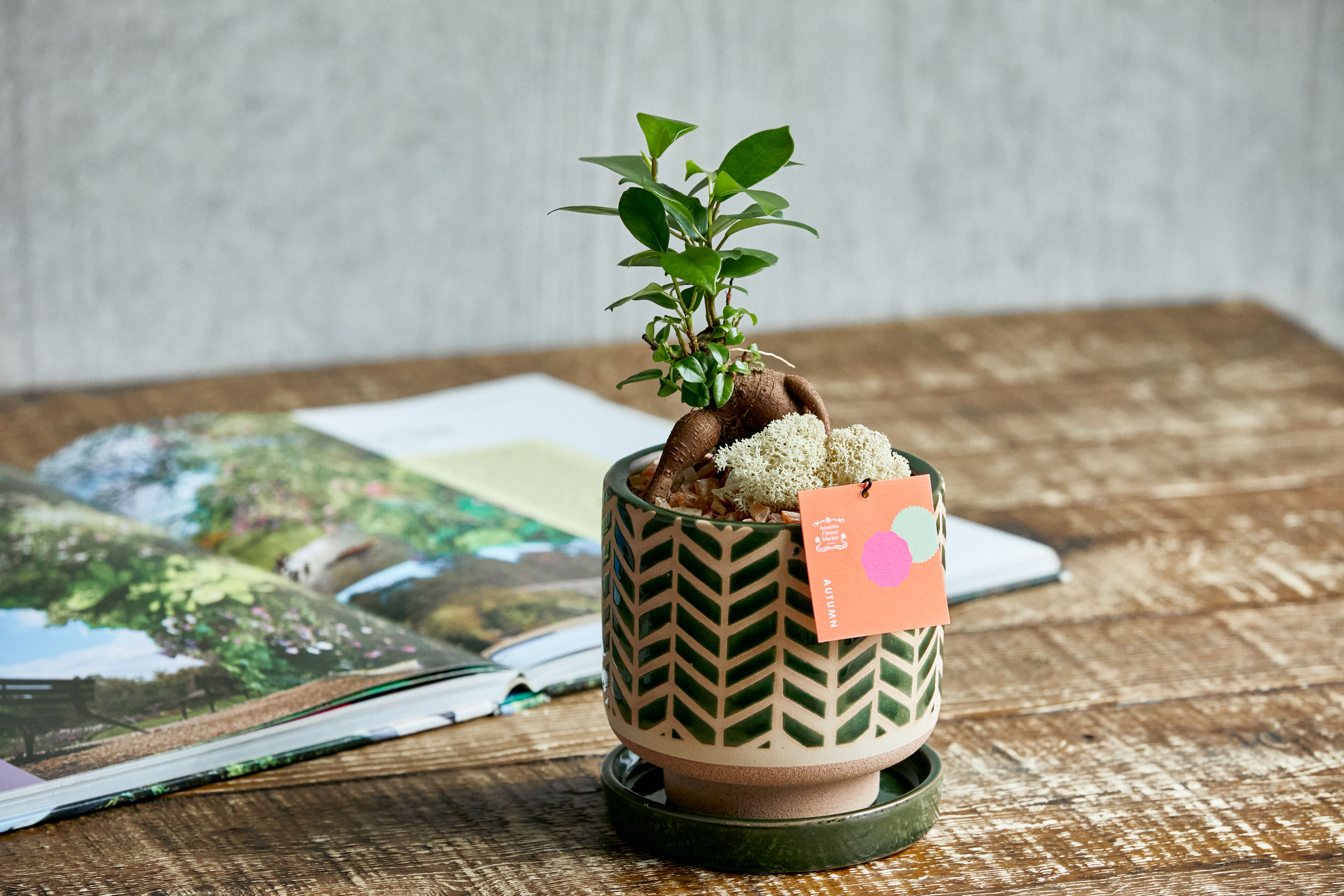 生命力あふれる樹形が特徴のガジュマル Green 青山フラワーマーケット公式 花屋 花 花束 フラワーギフト 通販 生命力あふれる樹形が特徴のガジュマル Green 青山フラワーマーケット公式 花屋 花 花束 フラワーギフト 通販