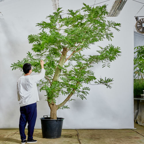 特注一点もの】力強く逞しい樹形のエバーフレッシュ | 青山フラワー