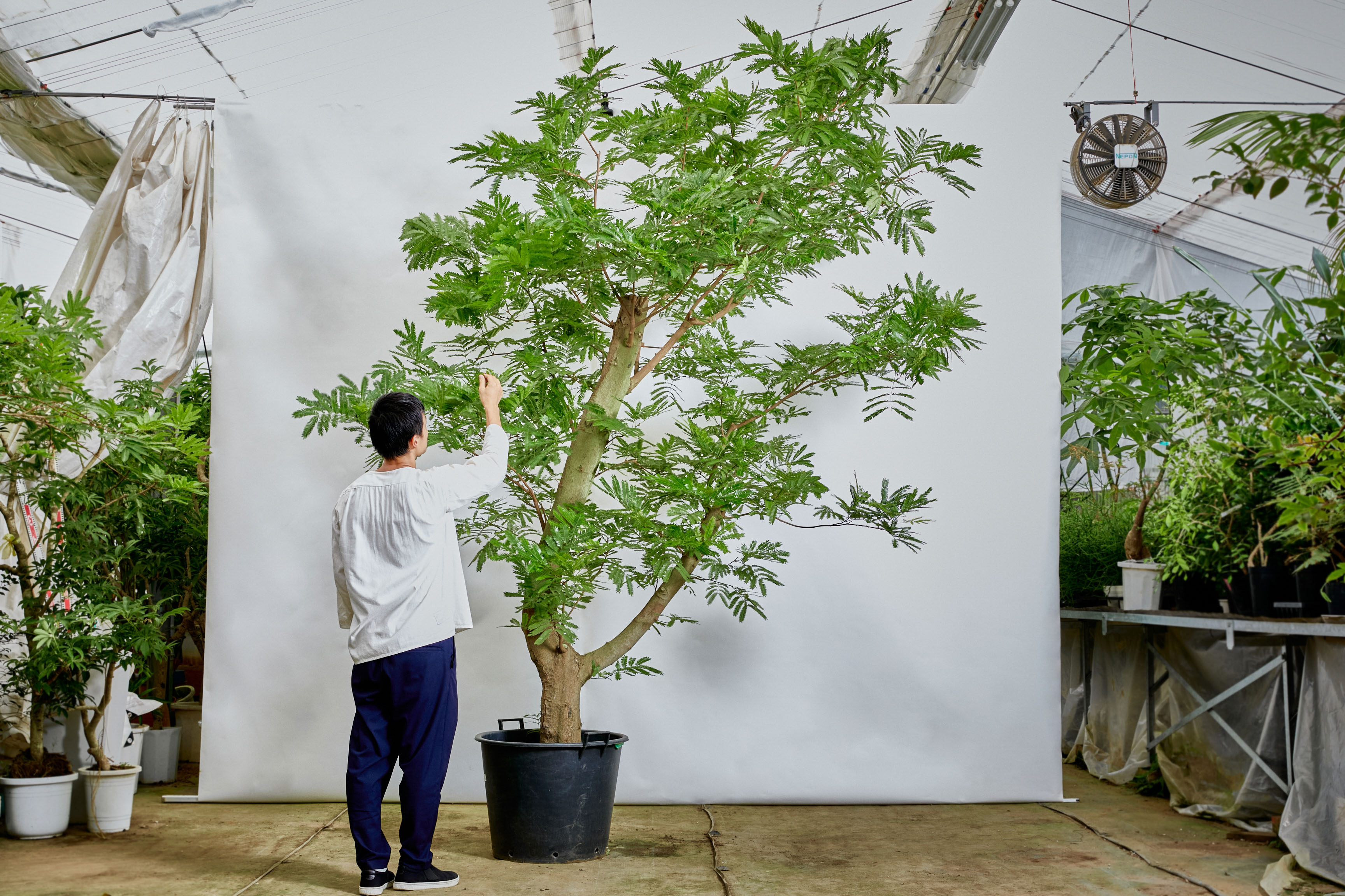 エバーフレッシュ育成全部セット】【観葉植物】 - beautifulbooze.com