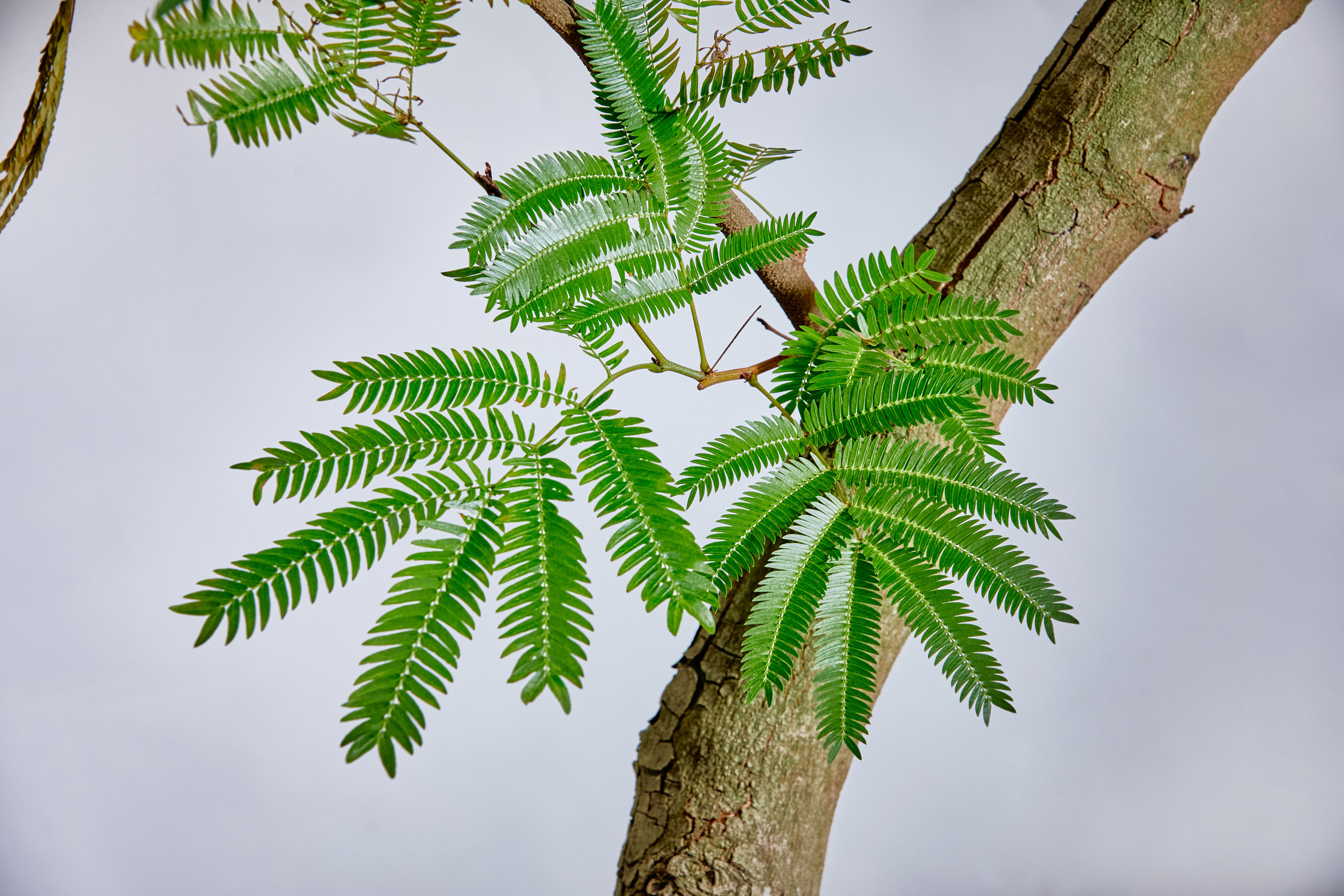 特注一点もの】自然が生み出したユニークな樹形の