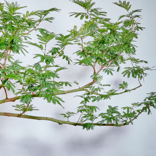 逸品珍しい樹形エバーフレッシュ❗️観葉植物！高さ113◎！ボリューム◎！沢山の花 逸品珍しい樹形エバーフレッシュ❗️観葉植物！高さ113