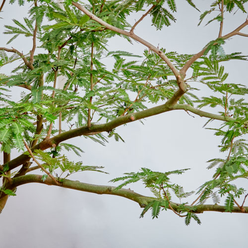 逸品珍しい樹形エバーフレッシュ❗️観葉植物！高さ113◎！ボリューム◎！沢山の花 逸品珍しい樹形エバーフレッシュ❗️観葉植物！高さ113